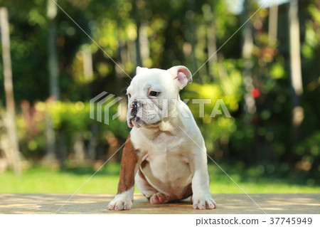 English Bulldog in Natural green 37745949
