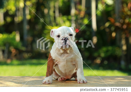 English Bulldog in Natural green English Bulldog in Natural green 37745951
