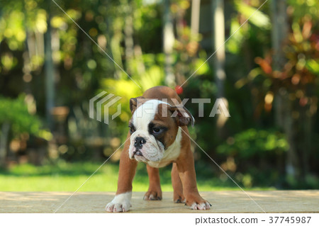 English Bulldog in Natural green English Bulldog in Natural green 37745987