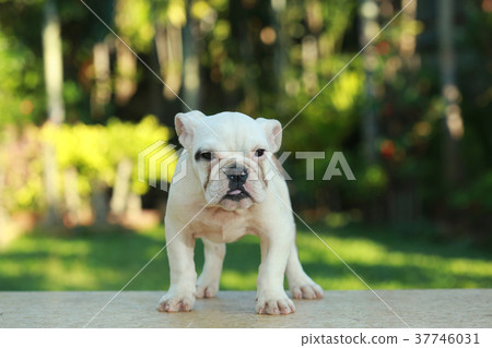 English Bulldog in Natural green 37746031