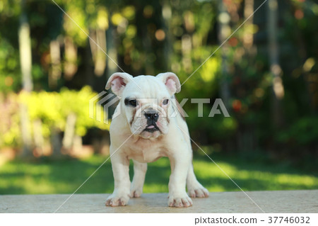 English Bulldog in Natural green 37746032