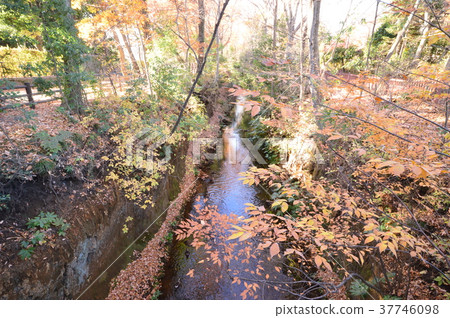 Tamagawa Kamimizu Tachikawa City in the late fall 37746098