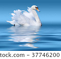 White swan on lake surface 37746200