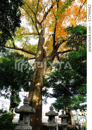 Zelkova Zelkova 37746662