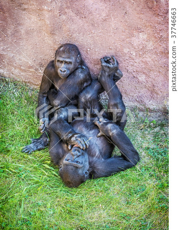 Young Western lowland gorilla Young Western lowland gorilla 37746663