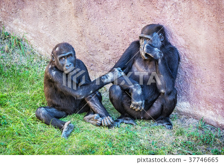 Young Western lowland gorilla 37746665