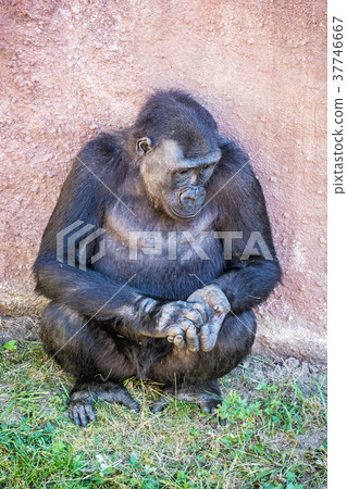 Western lowland gorilla is posing 37746667