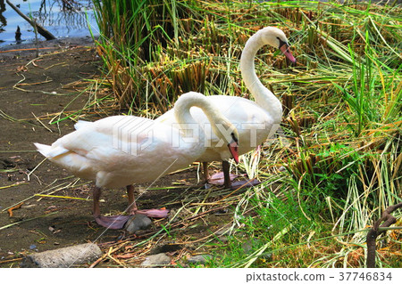Landscape with a small swan in Teganuma, Chiba Prefecture Landscape with a small swan in Teganuma, Chiba Prefecture 37746834