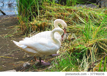 Landscape with a small swan in Teganuma, Chiba Prefecture Landscape with a small swan in Teganuma, Chiba Prefecture 37746836