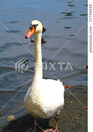 Landscape with a small swan in Teganuma, Chiba Prefecture 37746848