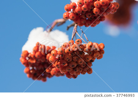 Nanakamado水果 37746993