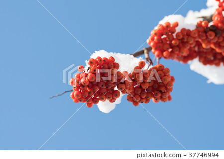 Rowan berries 37746994