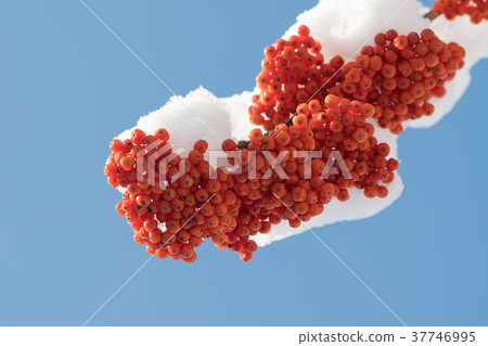 Nanakamado水果 37746995