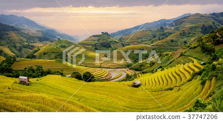 Rice fields on terraced in Muchangchai, Vietnam  37747206