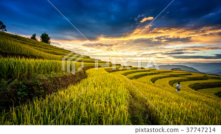 Rice fields on terraced in Muchangchai, Vietnam Rice fields on terraced in Muchangchai, Vietnam 37747214