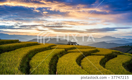 Rice fields on terraced in Muchangchai, Vietnam Rice fields on terraced in Muchangchai, Vietnam 37747215