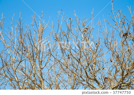 Treetop with no leaves. 37747750