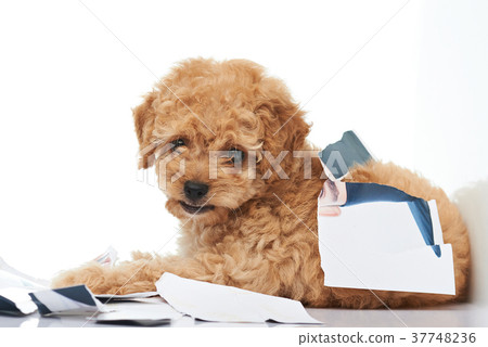 Naughty poodle puppy Naughty poodle puppy 37748236