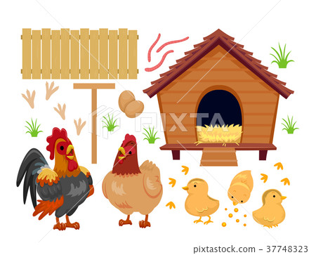Chicken Coop Chicks Elements Illustration 37748323