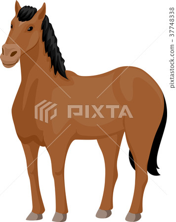 Horse Illustration 37748338