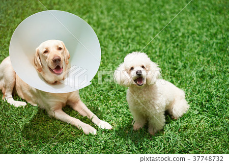 Two happy dogs Two happy dogs 37748732