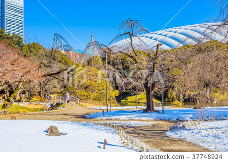 Koishikawa Korakuen in Tokyo winter 37748924