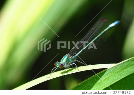 Kawadonbo（無色碗型，男性） 37749172