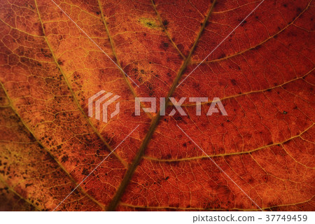 葉子,紅色葉子,脈,材質,創意,藝術,創作,紋路,底紋,領域,素材 葉子,紅色葉子,脈,材質,創意,藝術,創作,紋路,底紋,領域,素材 37749459
