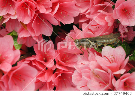 杜鵑花,粉紅色花,花,花瓣,開花,植物,葉子,特別的,特殊 37749463