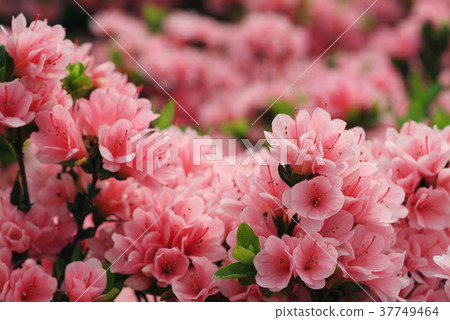 杜鵑花,粉紅色花,花,花瓣,開花,植物,葉子,特別的,特殊 杜鵑花,粉紅色花,花,花瓣,開花,植物,葉子,特別的,特殊 37749464