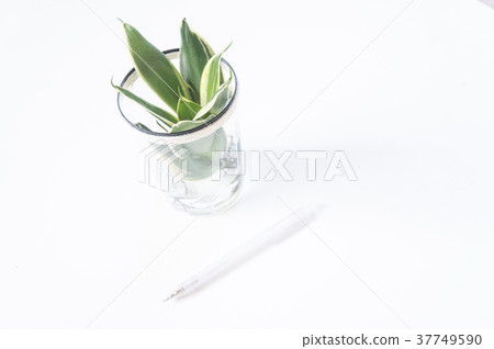 Tigertail plant Tigertail plant 37749590