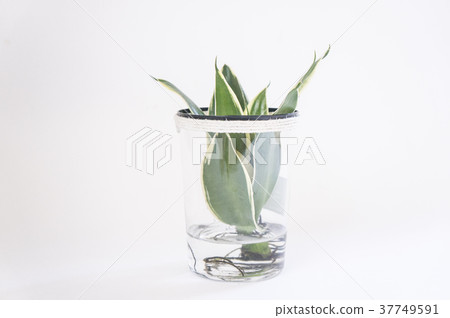 虎尾蘭植物 虎尾蘭植物 37749591