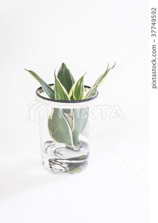 虎尾蘭植物 37749592