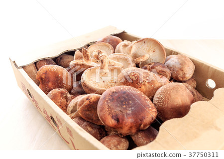 Ingredients Mushroom Shiitake 37750311