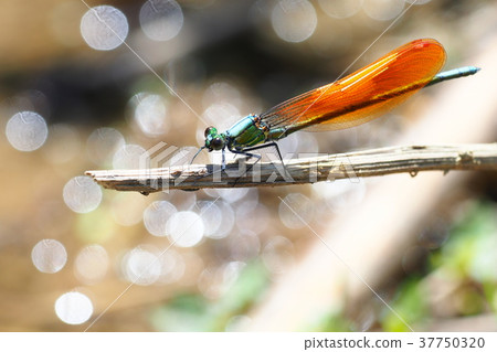 Kawata dragonfly (brown moth type, male) 37750320