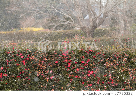 Sasanka in the snowstorm 37750322