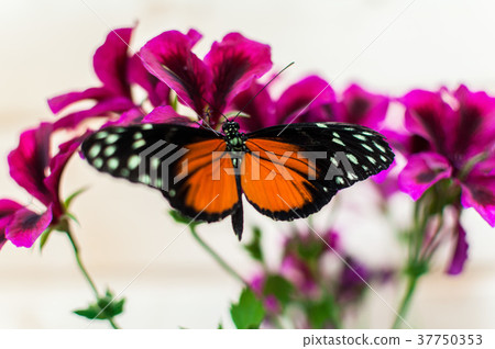 Close-up on a tiger longwing butterfly 37750353