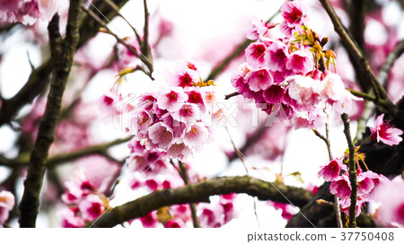 櫻花 37750408