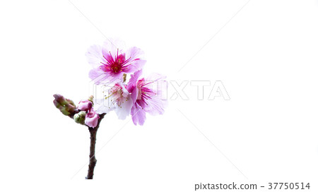 櫻花 37750514