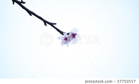 櫻花 37750557