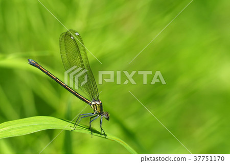 Kawatonbo (female) 37751170