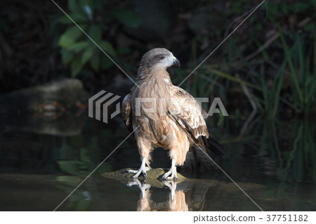 水邊苔蘚 37751182