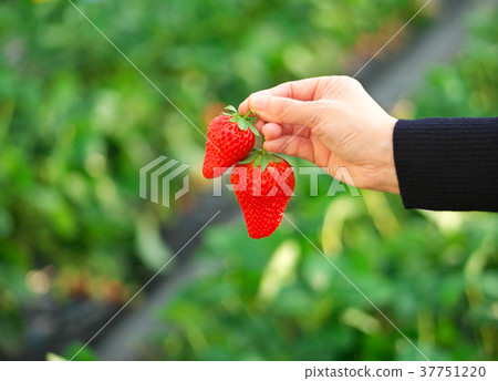 Strawberry picking 37751220
