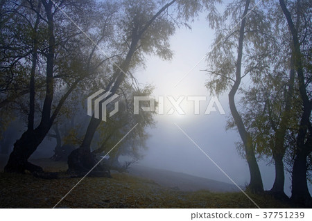 Sunrise in thick fog on an autumn river Sunrise in thick fog on an autumn river 37751239