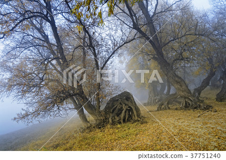 Mystical fantastic picture-creeping in a fog trees Mystical fantastic picture-creeping in a fog trees 37751240