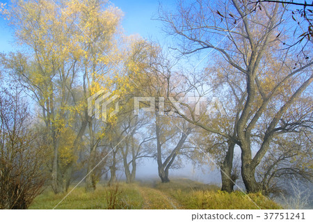 Autumn road in an old willow forest Autumn road in an old willow forest 37751241