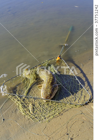 Caught burbot in the fishing nets Caught burbot in the fishing nets 37751242