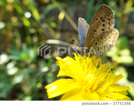 Yamato Shizimi 37751398