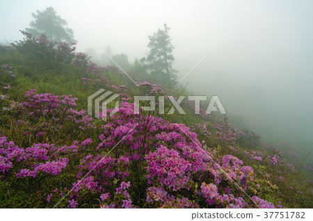 紅毛杜鵑,杜鵑花,粉紅色花,花,花瓣,開花,植物,葉子,特別的,特殊 紅毛杜鵑,杜鵑花,粉紅色花,花,花瓣,開花,植物,葉子,特別的,特殊 37751782
