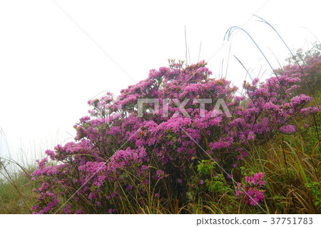 Rhododendron, rhododendron, pink flower, flower, petal, flowering, plant, leaf, special, special 37751783